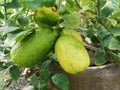 lime  green yellow lemon on the tree blurred of nature background  plant Sour taste fruit Royalty Free Stock Photo
