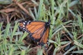 Closeup of a Limenitis archippus butterfly Royalty Free Stock Photo