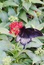 Closeup of Limenitis Arthemis butterfly perching on red flower