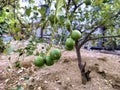 Closeup of limes on a lime tree in a garden with sunlight shining through leaves