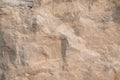 Closeup limestone rock face showing weathered strata Geology walpaper or background Royalty Free Stock Photo