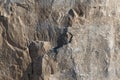 Background geology closeup limestone rock face showing weathered Royalty Free Stock Photo