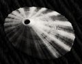 Closeup of a Limpet Seashell in black and white