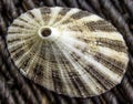 Closeup of a Limpet Seashell Royalty Free Stock Photo