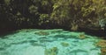Closeup limpid lake with salt water at exotic green plants. Emerald saltwater serene scene at tropic