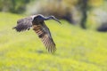 Limpkin In Flight Over Green Hill Royalty Free Stock Photo