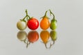 Closeup of a line of red, green and orange cherry tomatoes on a vine on a reflecting surface Royalty Free Stock Photo
