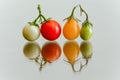 Closeup of a line of red, green and orange cherry tomatoes on a vine on a reflecting surface Royalty Free Stock Photo