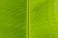 Closeup line texture banana leaves background. Banana leaf a variety of uses. I