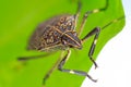 Linen skin stinkbug Royalty Free Stock Photo