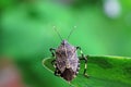 Linen skin stinkbug Royalty Free Stock Photo
