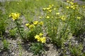 Linum flavum called also golden flax Royalty Free Stock Photo