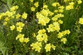 Linum flavum with bright yellow flowers Royalty Free Stock Photo