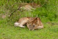Closeup of a Lion cub resting Royalty Free Stock Photo