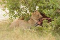 Closeup of a  Lion feeding Royalty Free Stock Photo