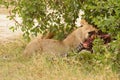 Lion feeding on a recent kill Royalty Free Stock Photo