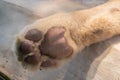 Closeup lion feet or tiger paw