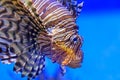Closeup Lion fish swimming under water.