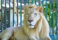 Closeup Lion male sitting in cage background