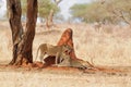 Closeup of a Lion pride by termite mound