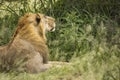 Closeup of a lion resting in the grass during safari in Tarangire National Park, Tanzania Royalty Free Stock Photo
