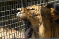 Closeup of a lion yawning through the fence cage Royalty Free Stock Photo