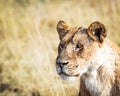 Closeup Lioness - Copyspace in Blurred Background