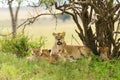 Closeup of a Lioness with cubs