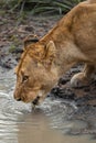Closeup of a lioness drinking from a puddle. Royalty Free Stock Photo