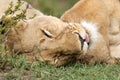 Closeup of Lioness, Masai Mara Royalty Free Stock Photo