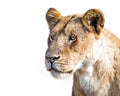Closeup Lioness Profile Isolated