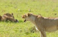 Closeup of a Lioness snarling