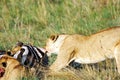 Closeup of a lioness tearing the zebra Royalty Free Stock Photo