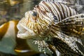 Closeup of a lionfish head with open mouth, tropical venomous aquarium pet Royalty Free Stock Photo