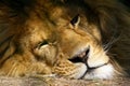 Closeup of a Lions Face