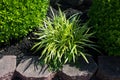 Liriope Variegated Grass