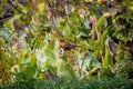 Closeup of a little American robin (Turdus migratorius) on a tree branch Royalty Free Stock Photo