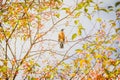 Closeup of a little American robin (Turdus migratorius) on a tree branch Royalty Free Stock Photo