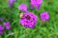 Little Bee Collecting Nectar on a Blooming Verbena Rigida Flower Royalty Free Stock Photo