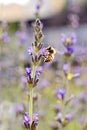 Closeup of little bee on lavender flower against flower meadow Royalty Free Stock Photo