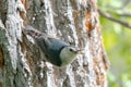 Closeup of a little blue and gray bird eating a small grub Royalty Free Stock Photo