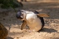 Closeup of a little blue penguin, Eudyptula minor.