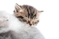 Closeup of little brown adorable newborn kitten sleeping on top of another grey fluffy kittycat while posing in white