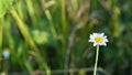Closeup of little chamomile flower