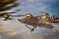 Closeup of little crocodiles on a water.