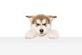 Closeup of little dog, cute beautiful Malamute puppy looking at camera isolated over white background. Pet looks healthy