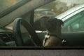 Closeup of little dog left alone in the car. Lonely puppy waiting for the owner on the front seat of the vehicle Royalty Free Stock Photo