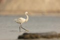 Portrait of Little Egret (Egretta Garzetta) Royalty Free Stock Photo