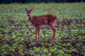 Closeup of a little fallow dear standing in the field Royalty Free Stock Photo