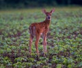 Closeup of a little fallow deer standing in the field Royalty Free Stock Photo